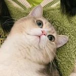 捉猪高手啵啵狗