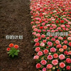 E04 光阴一寸,我亦生长一寸