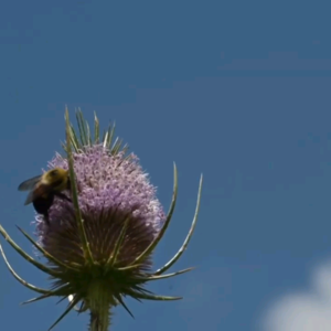 BBC Newsround｜蜜蜂对我们有多重要？