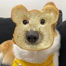 鑫宇_SPdN