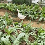黄豆芽xx