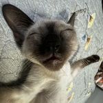 我要吃菠萝-