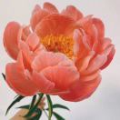 我们CC做什么都能成