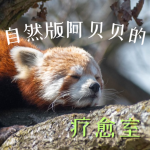 自然版阿贝贝的疗愈室