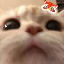 乔瑟夫乔斯达_CORS