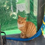 一本正经的火山