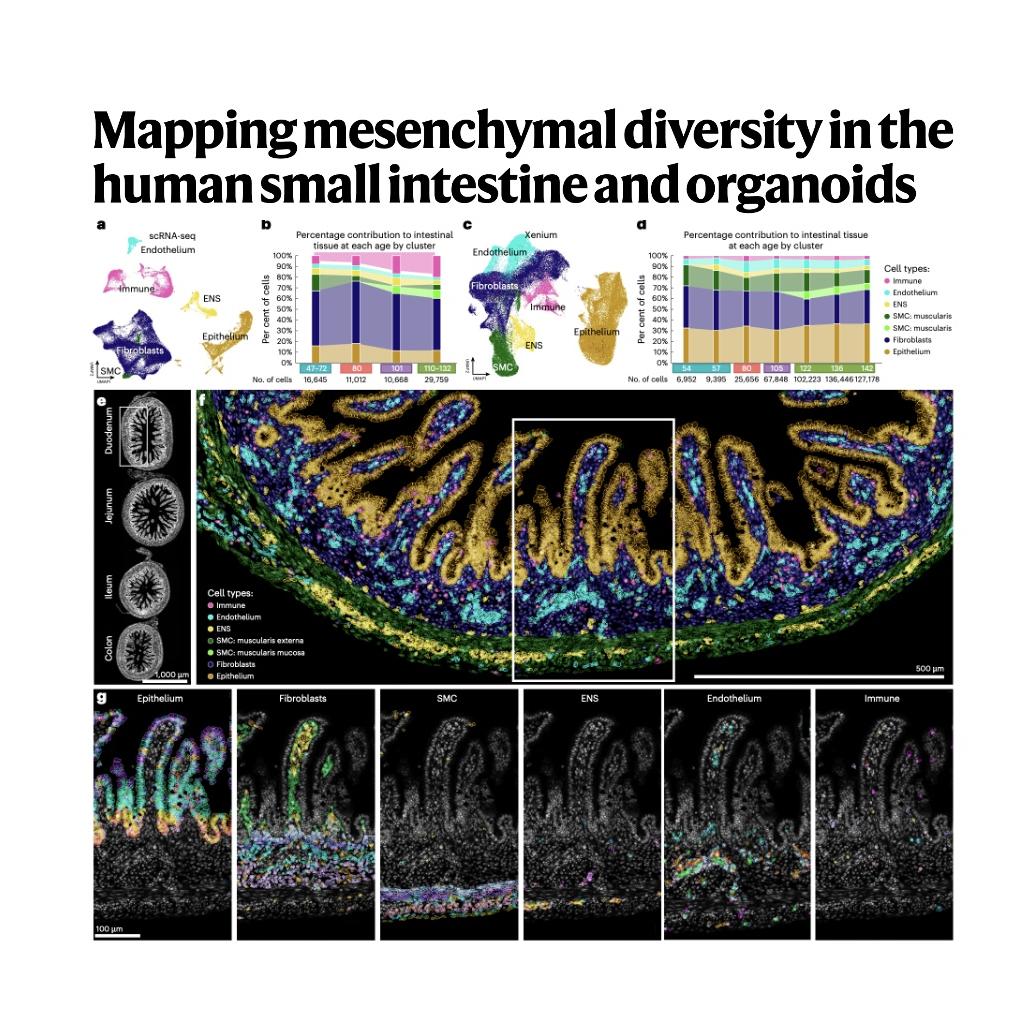 1548-Mapping Mesenchymal Diversity in Human Small Intestine episode artwork