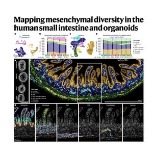 1548-Mapping Mesenchymal Diversity in Human Small Intestine