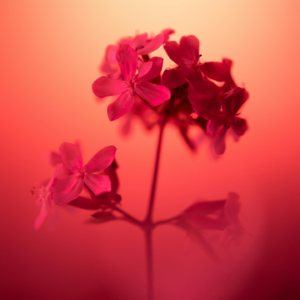 Vol.21不必戒掉敏感，请保护好内心的柔软吧！辛苦了。