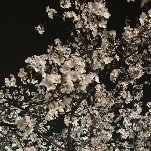 三月：享受花开花落的春日/平静疯感的情感体验