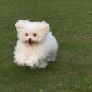 顿顿爱吃鱼罐头