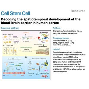 927-Human Blood-Brain Barrier Spatiotemporal Development