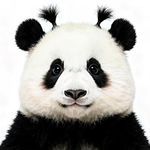 DL_大脸君