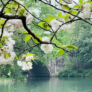 美好时节做美好事——杭州春天花花大赏及赏花地点分享