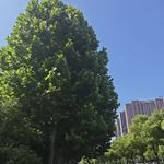 这么胖藏也藏不住