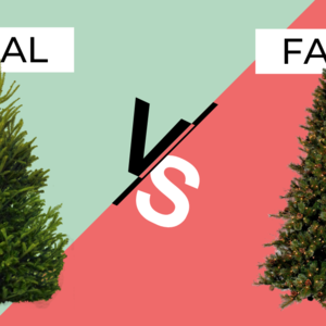 BBC六分钟英语|真假圣诞树:哪个是圣诞节的最佳选择?