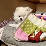 工作日永远睡不醒