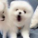 燃烧的废柴