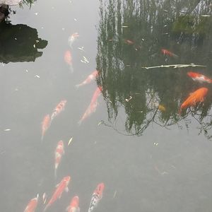 podcaster-avatar