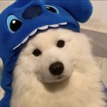 拖三落四
