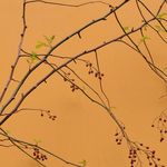 宝玉贵珍藏年年粳稻香