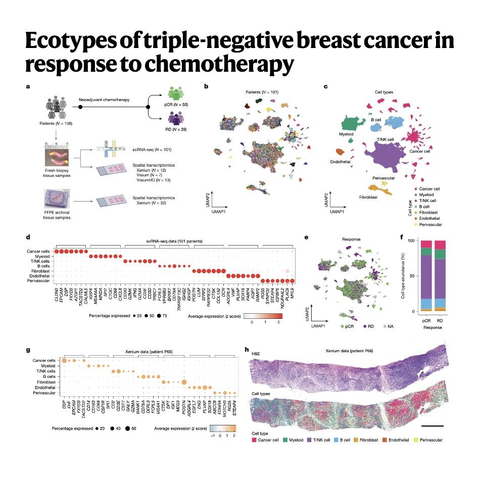 1163-Ecotypes and Archetypes of TNBC chemotherapy Response episode artwork