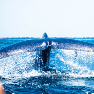 Vol.33 斯里兰卡不只是平替