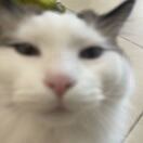 贤人面包