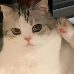 猫猫虫已存在