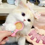 笨蛋小猫Claus