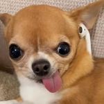 泠泠大王