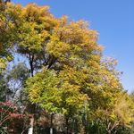 seasonango