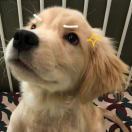 Oro_oBfa