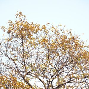 podcaster-avatar