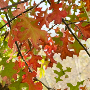 16种树木导览+赏秋，带你沉浸式逛逛我家楼下的植物园
