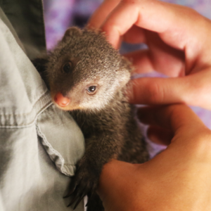 EP28丨聊聊出马仙、灵异小动物2.0