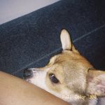 定眼儿一看