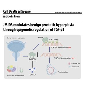 1456-JMJD3 Modulates Benign Prostatic Hyperplasia