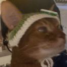 无拘无束的卡布奇诺