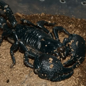 帝王蝎