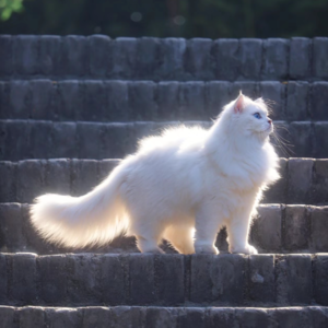 季羡林:我家的猫