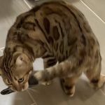 生物未鉴定98