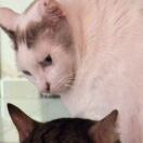 骆驼丁子站起来了