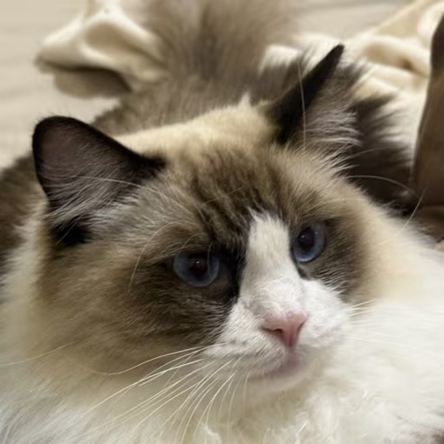 研报平权| 小宇宙- 听播客，上小宇宙