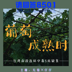 27·葡萄成熟时｜台湾南投连环中毒5死疑案