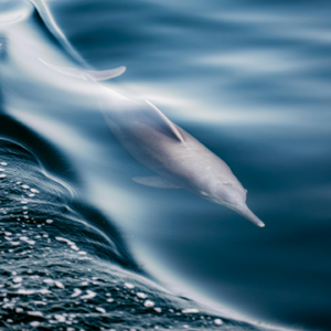 EP130丨关于「名利吉凶趋避」的一些思考