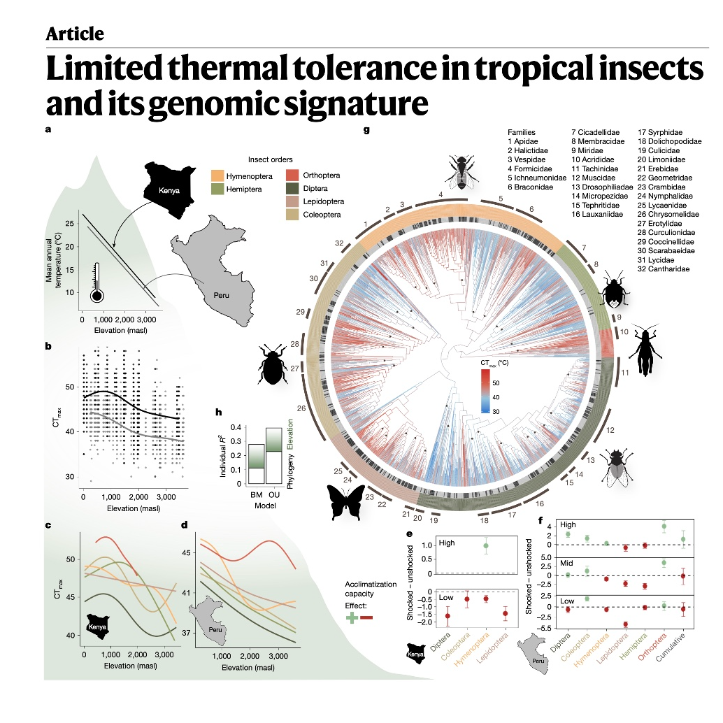 690-Thermal Limits & Genomic Signatures of Tropical Insects episode artwork