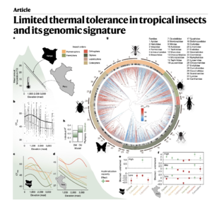 690-Thermal Limits & Genomic Signatures of Tropical Insects
