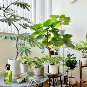 EP14~婚离了但家没散!姚晨官宣离婚,这次她成熟了