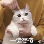 绛珠猪